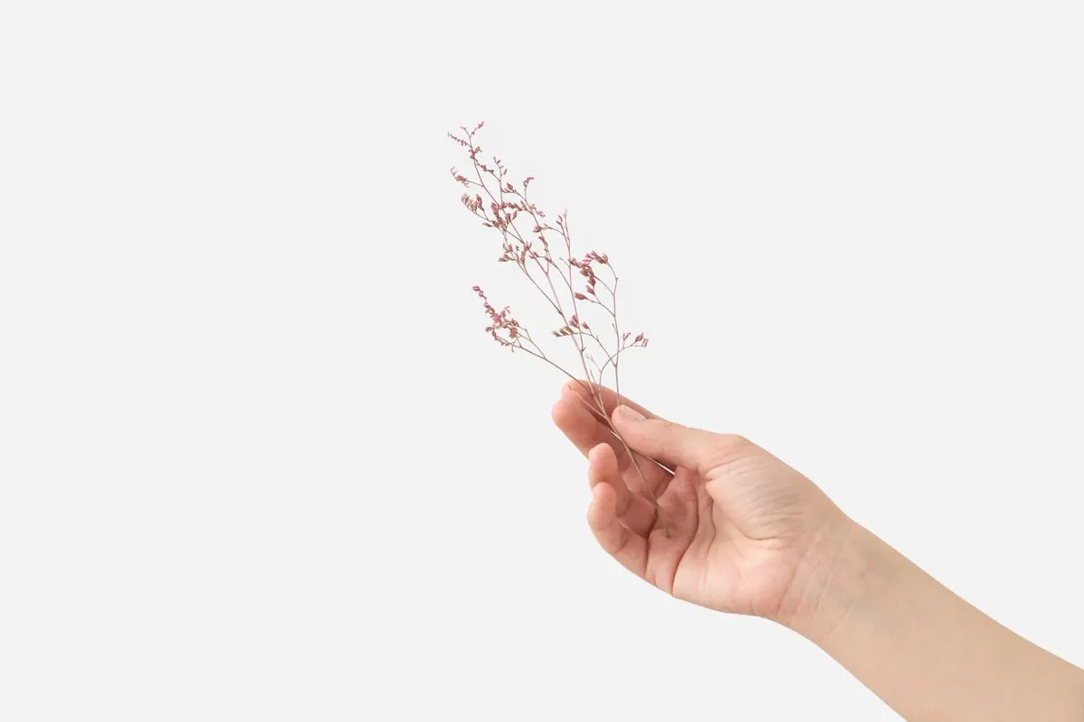 Mano sosteniendo una delicada rama de flores secas
